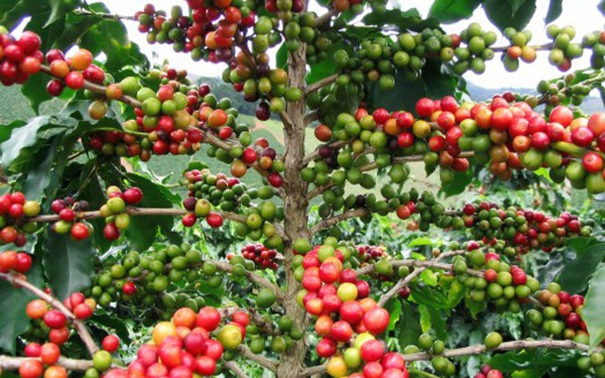 EU hiện là thị trường lớn thứ hai của cà phê của Việt Nam.